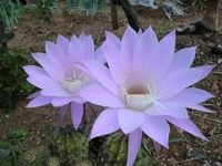 サボテンの花 2013/05/27 14:10:44