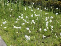 自生の高砂百合 2013/08/12 15:18:19