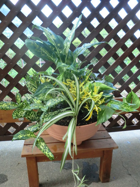 観葉植物の寄せ植え