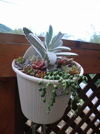 多肉植物の寄せ植え 2013/10/18 19:01:15