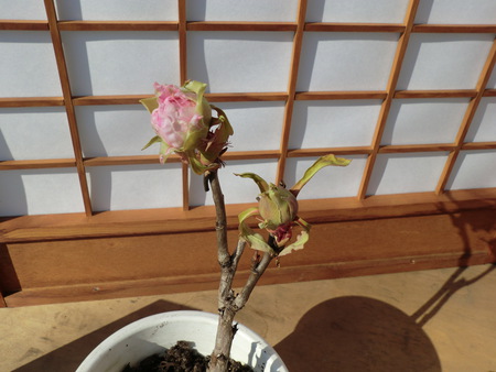 楽寿園の寒牡丹