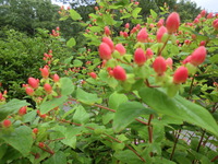 庭の花 2014/06/27 09:10:46