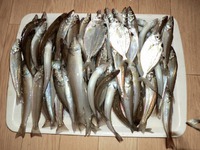 キス釣り 2014/06/30 20:34:19
