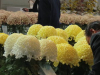 日本菊花展全大国大会 2014/11/09 19:02:15