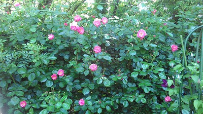 5月20日の記事
