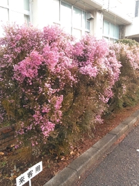 卒業式の着付け(富士宮市) 2020/03/08 17:54:00