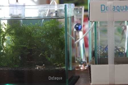 Do！アクア２０キューブ水槽のその後