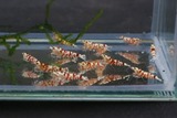 エビを持って来てくれたお客様　エビテックさん
