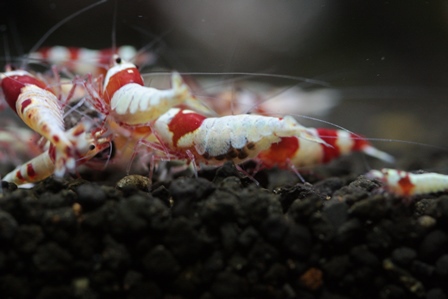 最も重要な難題 バクテリア 微生物 について 前向きに レッドビーシュリンプ飼育 ウインドミル８７の エビブログ 繁殖水槽立ち上げてみます