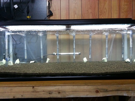 パイプ増量作戦 レッドビーシュリンプ飼育 ウインドミル８７の エビブログ 繁殖水槽立ち上げてみます
