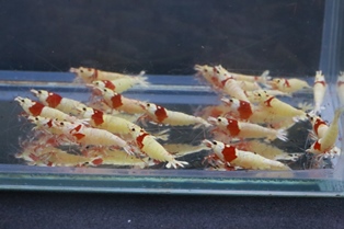 ヤフオク! 出品中 レッドビーシュリンプ　終了日時2023.06.24（土）21:31