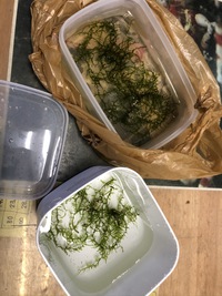 えびたちをお持ち頂いたお客様　～１０月17日