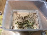 えびたちをお持ち頂いたお客様　１１～月９日