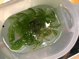 えびたちをお持ち頂いたお客様　～1月30日