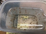 えびたちをお持ち頂いたお客様　～2月28日