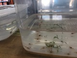 えびたちをお持ち頂いたお客様　～2月28日