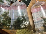 えびたちをお持ち頂いたお客様　～2月28日