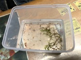 えびたちをお持ち頂いたお客様　～3月8日