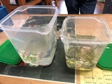 えびたちをお持ち頂いたお客様　～3月8日