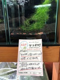 えびたちをお持ち頂いたお客様　えび伏さん