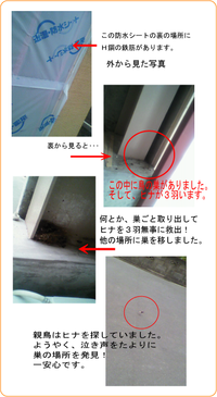 店の改築現場に鳥の一家が・・・