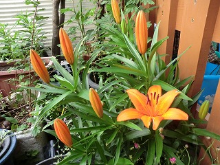 百合の花