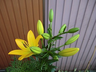 百合の花