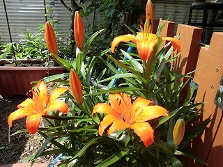 百合の花
