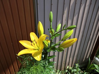 百合の花