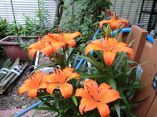 百合の花