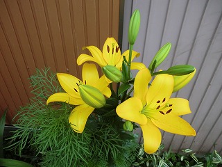 百合の花