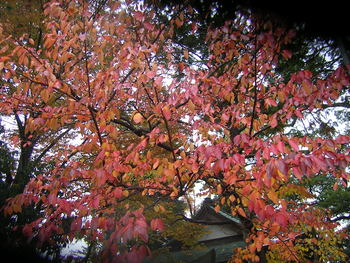 近所で紅葉