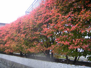 近所で紅葉