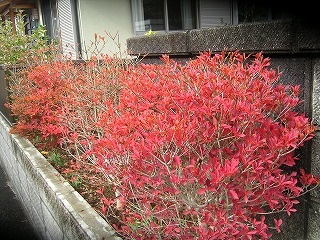 近所で紅葉