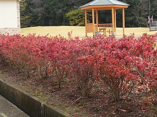 近所で紅葉