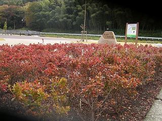 近所で紅葉