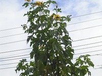 皇帝ひまわり