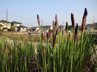 反射炉自然公園