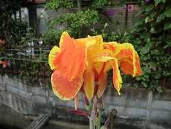 散歩中に見つけた花達