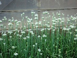 散歩中に見つけた花達