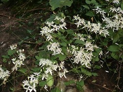 散歩中に見つけた花達