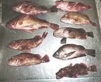 釣果