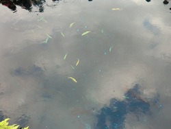 忍野八海