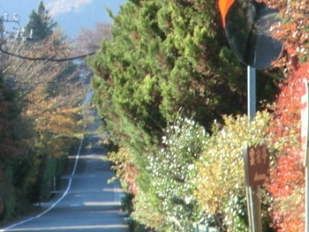 箱根の紅葉