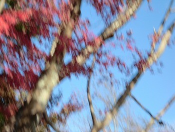 箱根の紅葉