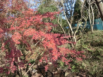 箱根の紅葉