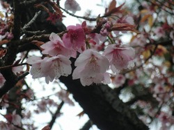 わかめ祭りと熱海桜