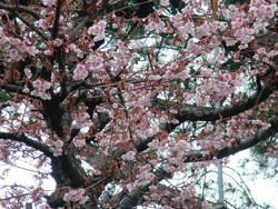 わかめ祭りと熱海桜