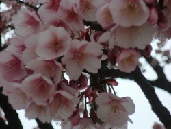 わかめ祭りと熱海桜