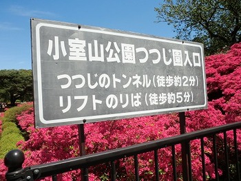 小室山のツツジ